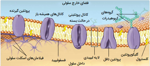 عملکرد پروتئین های غشایی