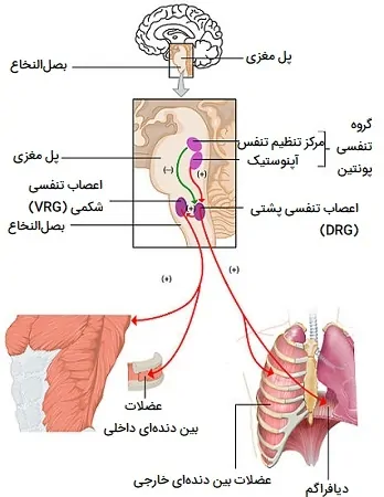 کنترل عصبی تنفس