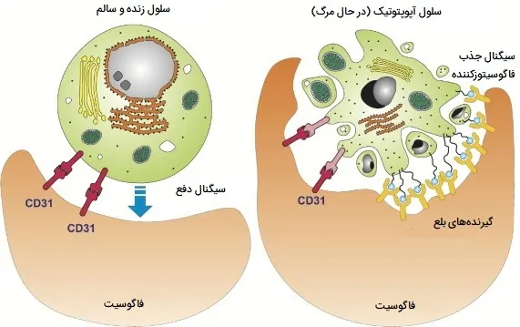 نقش بیگانه خوار در آپوپتوز