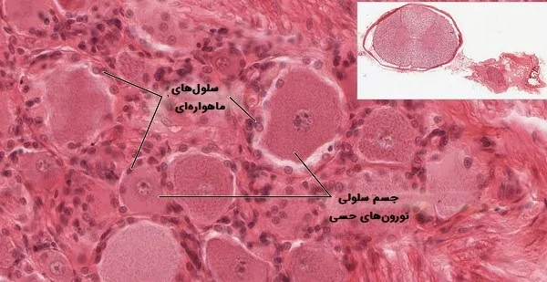 سلول های ماهواره ای