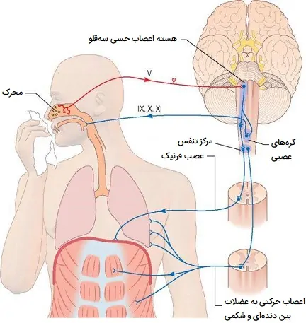 کنترل عصبی عطسه