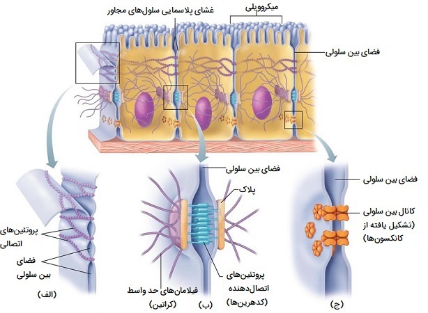 انواع اتصالات سلولی