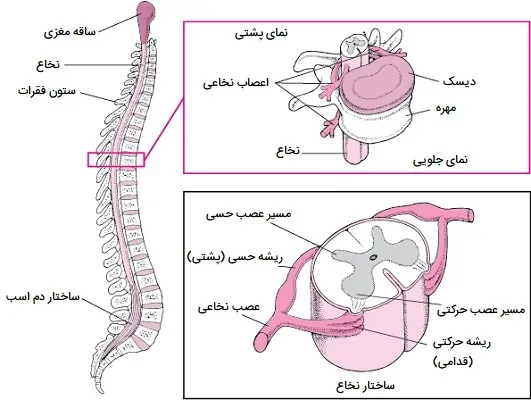 ساختار نخاع