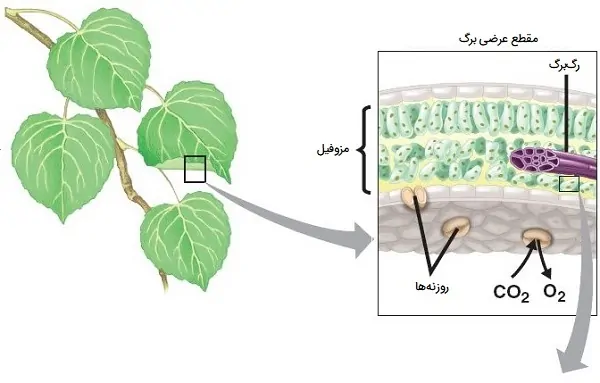 کار روزنه برگ