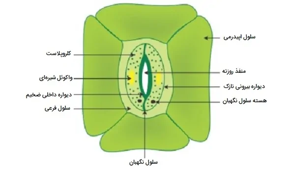 ساختار روزنه