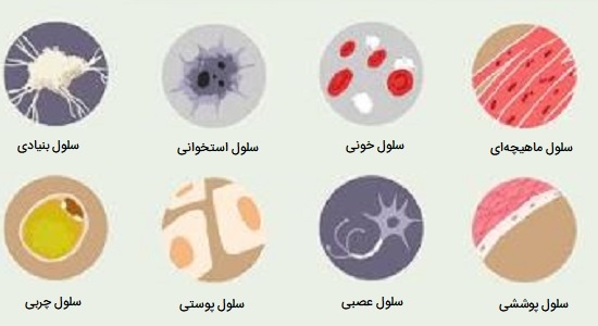 انواع سلول های جانوری