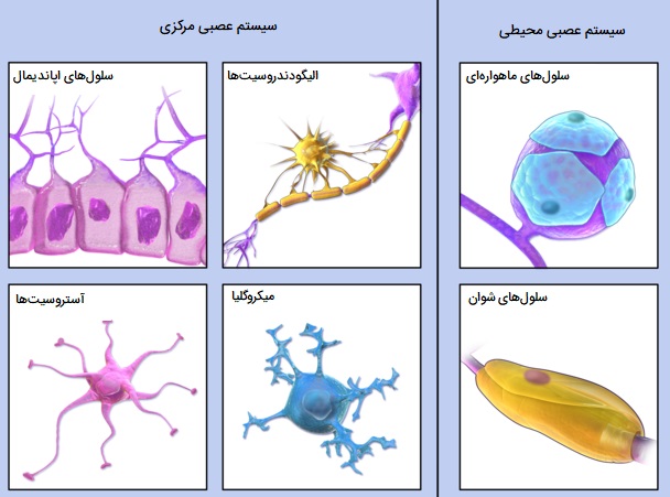 عکس انواع سلول پشتیبان عصبی