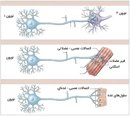 انواع سیناپس