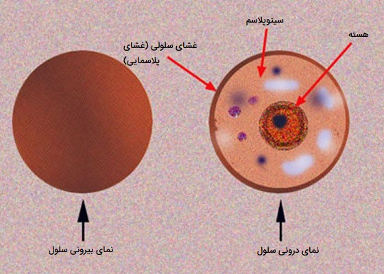 عکس ۳ قسمت اصلی سلول