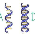 تفاوت DNA و RNA چیست؟ – همه فرق هایی که باید بدانید