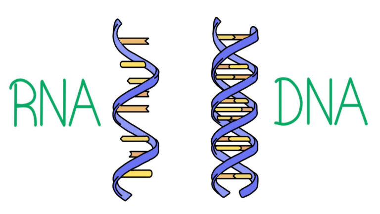 تفاوت DNA و RNA چیست؟ — همه فرق هایی که باید بدانید