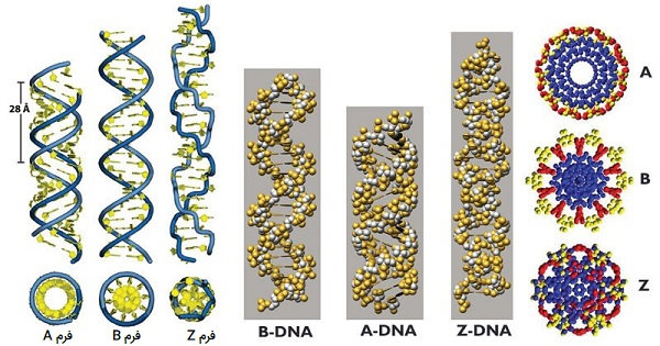 عکس انواع DNA