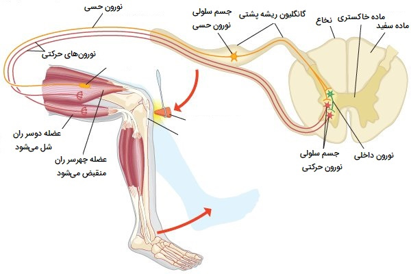 عضلات در رفلکس زانو
