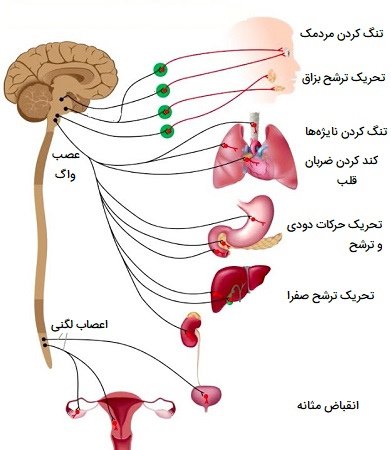 آناتومی سیستم پاراسمپاتیک