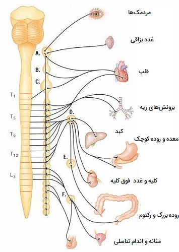 آناتومی سیستم سمپاتیک