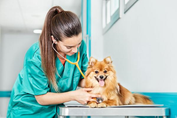 درمان لیشمانیا در سگ ها