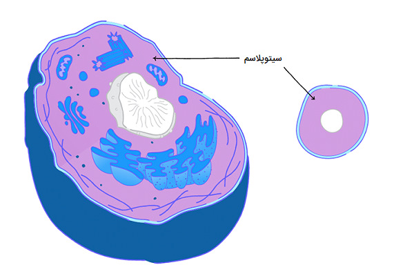 سیتوپلاسم سلول
