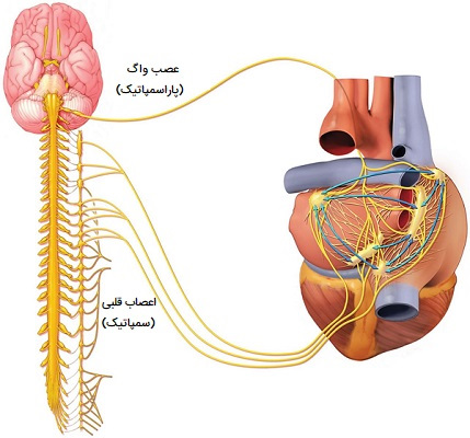 کنترل ضربان قلب