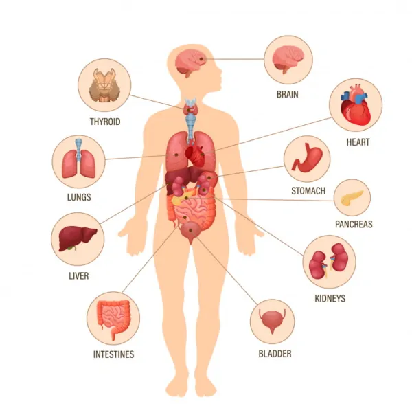 اعضای داخلی بدن به انگلیسی