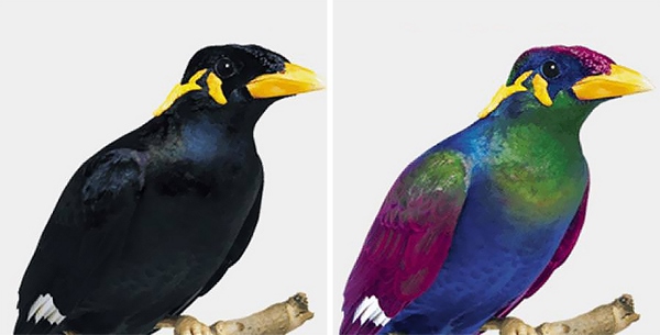 تشخیص رنگ در پرندگان