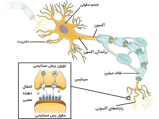 ساختار سلول عصبی