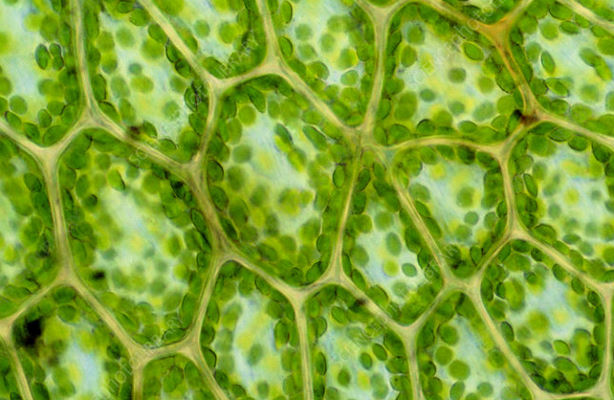 شکل سلول گیاهی