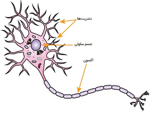 عکس سه قسمت اصلی سلول عصبی