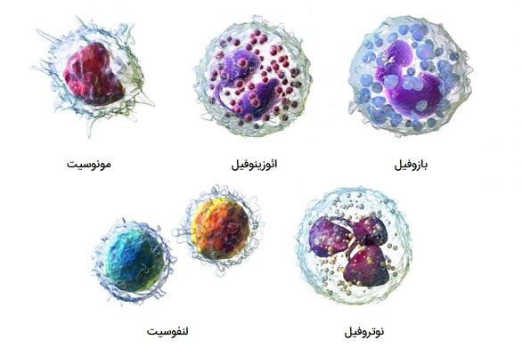 انواع سلول های سفید خون