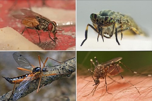 عکس حشرات دوبالان
