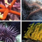 خارپوستان چیست؟ – ویژگی ها، رده ها، تولید مثل و گردش خون