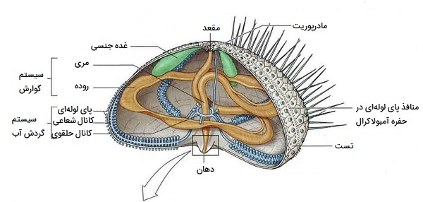 آناتومی توتیای دریایی