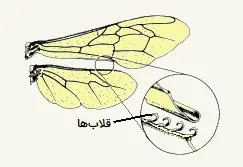 بال قلاب دار حشرات