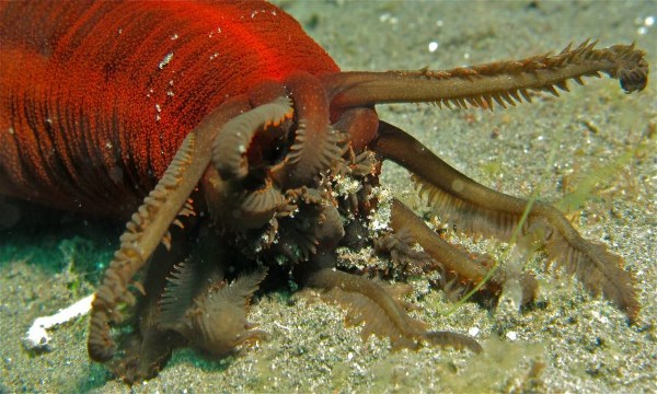 خیار دریایی در حال غذا خوردن