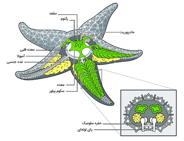 ساختار ستاره دریایی