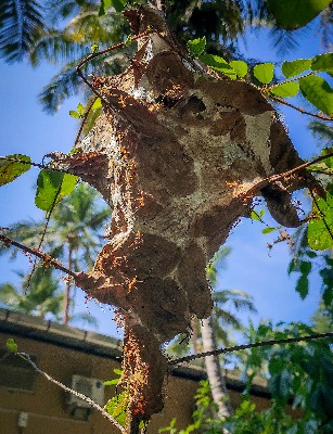 لانه درختی مورچه ها