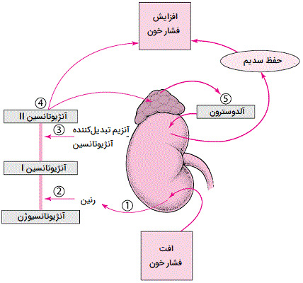 چرخه تولید آلدوسترون