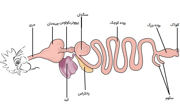 سیستم گوارش پرندگان