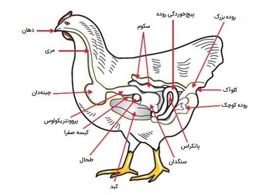 سیستم گوارش در پرندگان