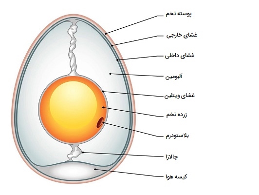 ساختار تخم پرندگان