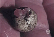 نوزاد پستاندار تخم گذار