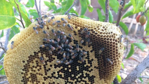 کندوی زنبور عسل
