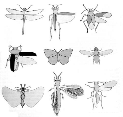 عکس انواع بال حشرات
