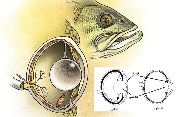 چشم ماهی