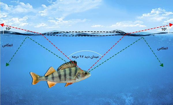 ماهی ها چگونه می بینند