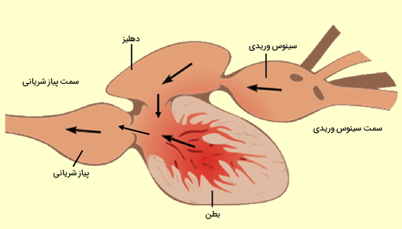 ساختار قلب ماهی