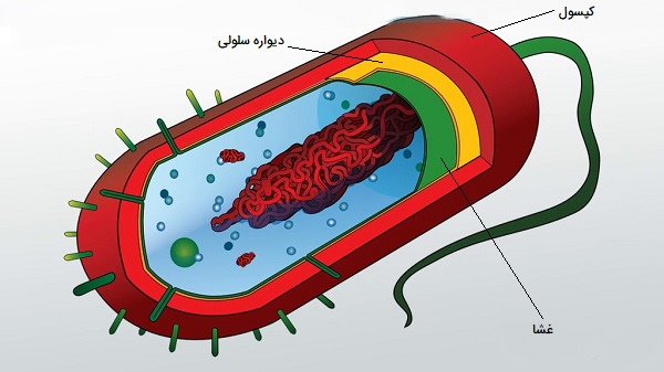 دیواره سلول باکتری