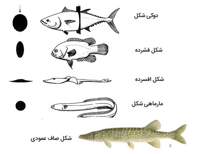 فرم بدن ماهی ها