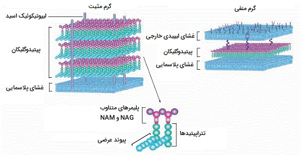 ساختار دیواره سلولی باکتری ها