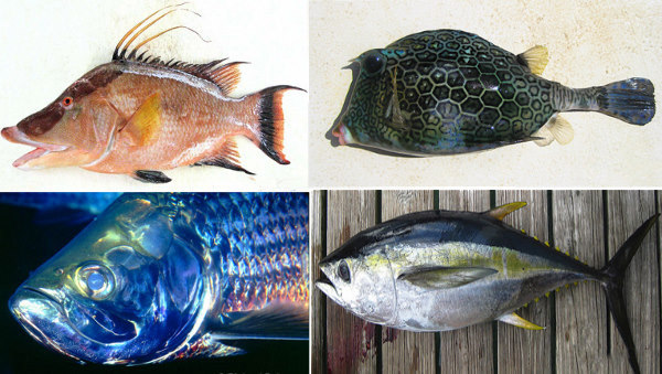 انواع دهان ماهی ها