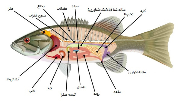 اعما و احشای داخلی ماهی